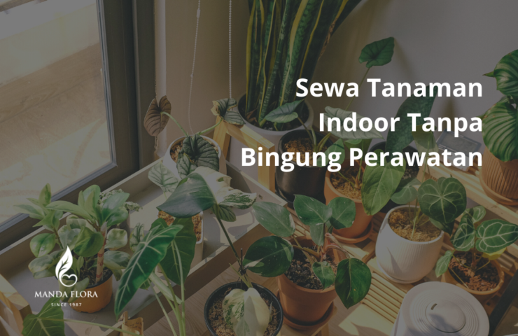 sewa tanaman indoor