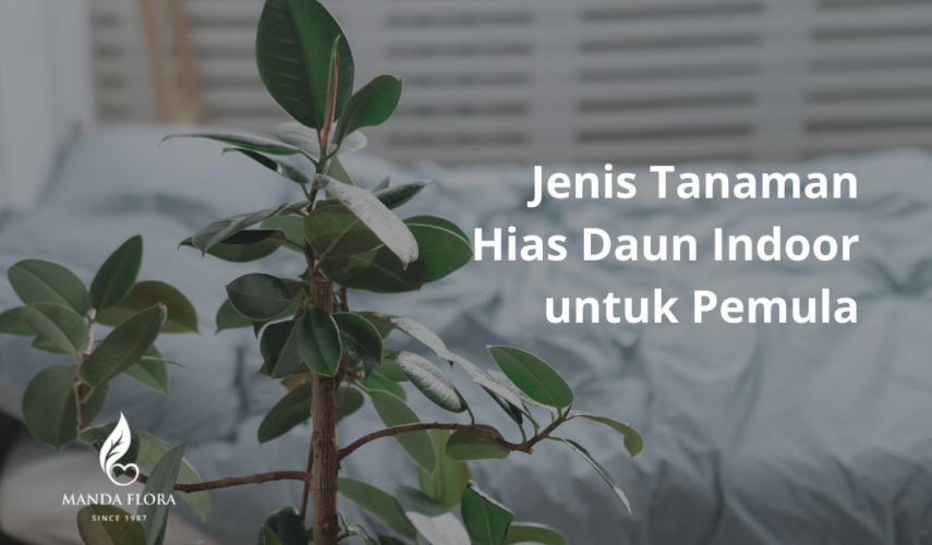 tanaman hias daun indoor