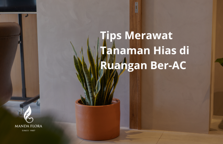 tips merawat tanaman hias