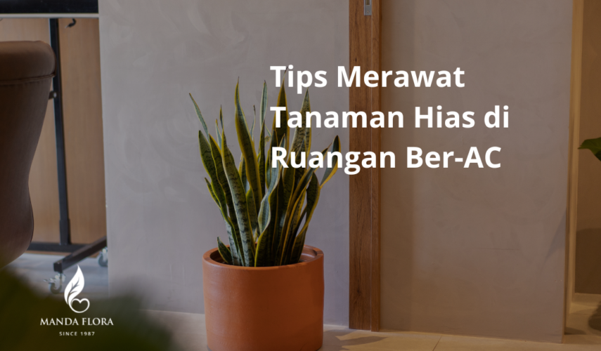 tips merawat tanaman hias
