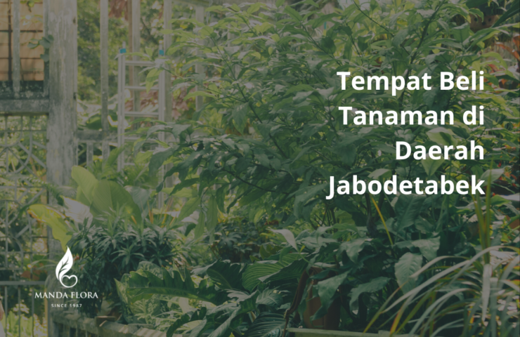 tempat beli tanaman