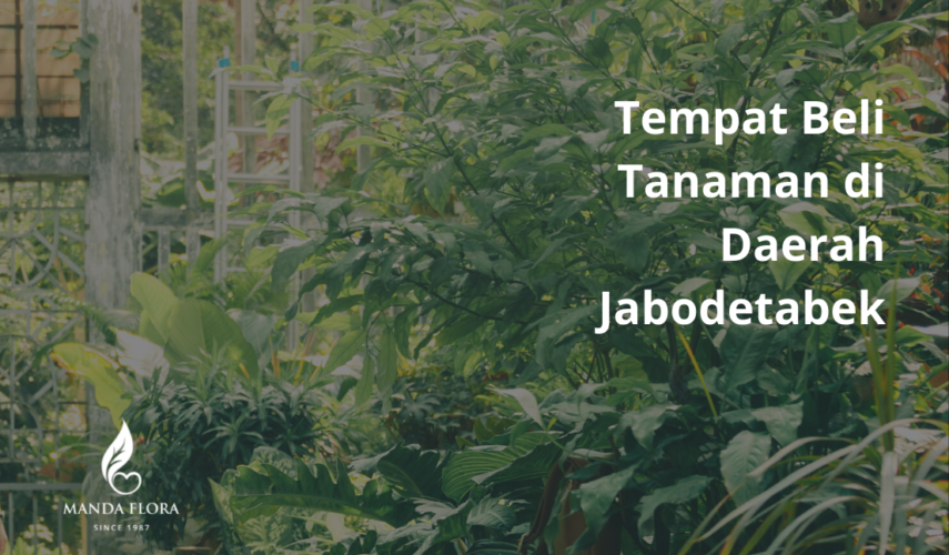 tempat beli tanaman