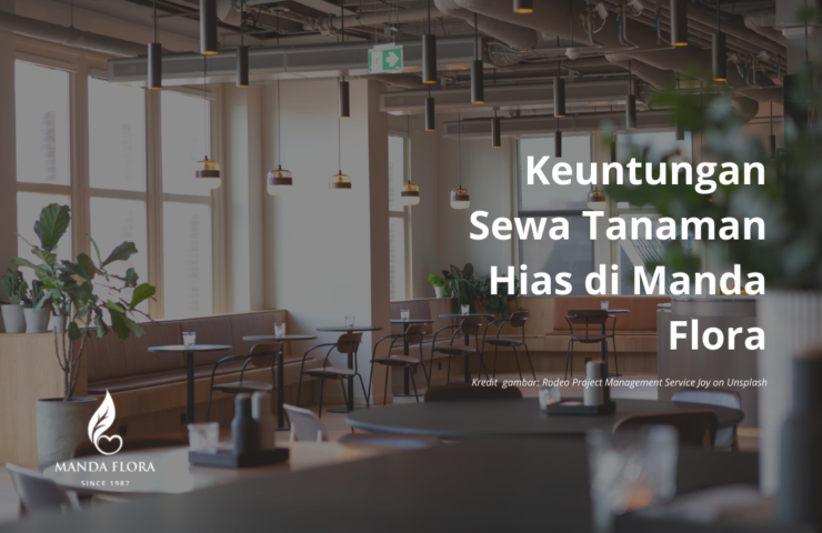 sewa tanaman hias
