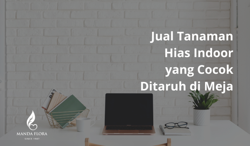 jual tanaman indoor