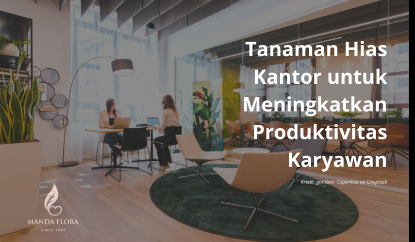 tanaman hias kantor
