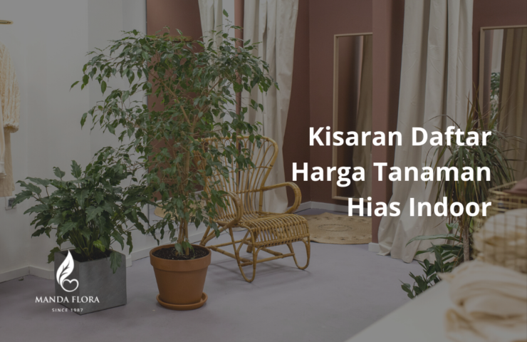 tanaman hias indoor