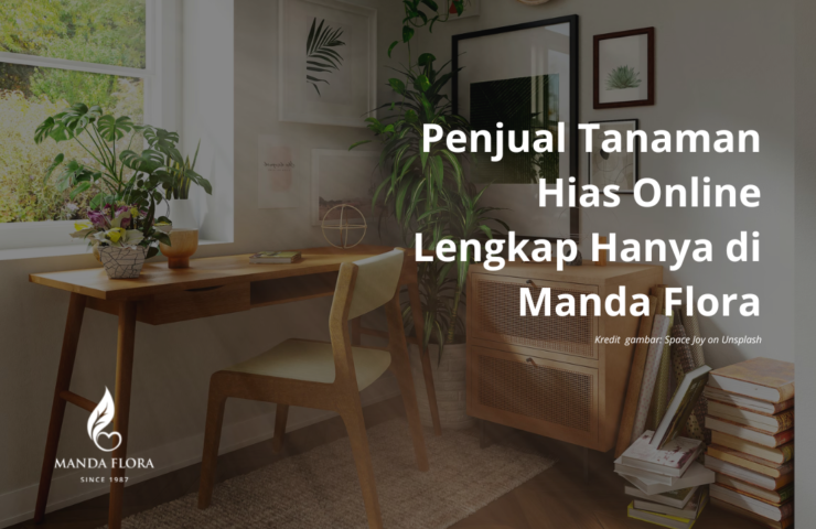 penjual tanaman hias