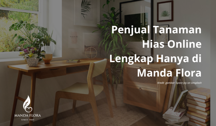 penjual tanaman hias