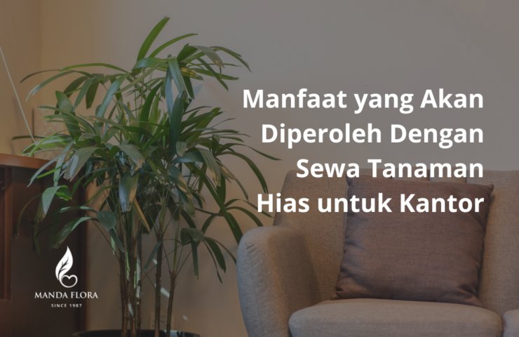 sewa tanaman hias