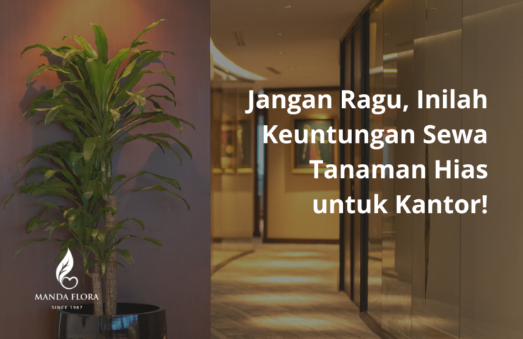 sewa tanaman kantor