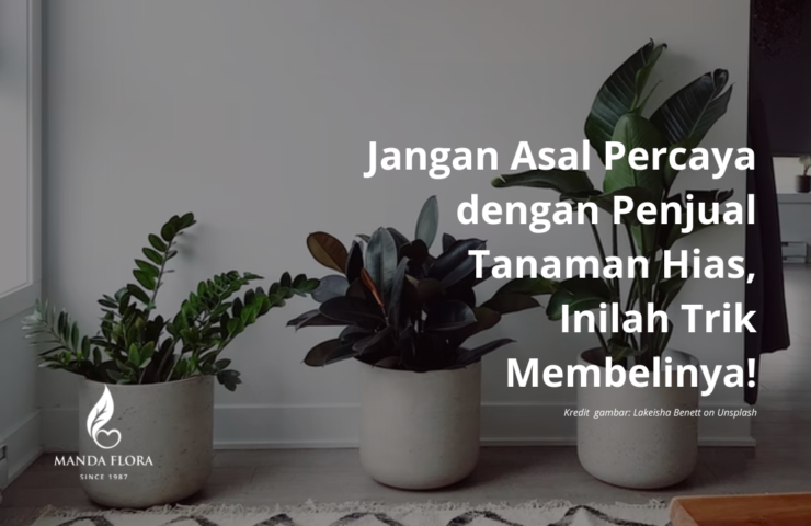 penjual tanaman hias