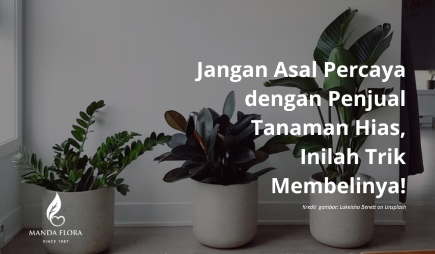 penjual tanaman hias