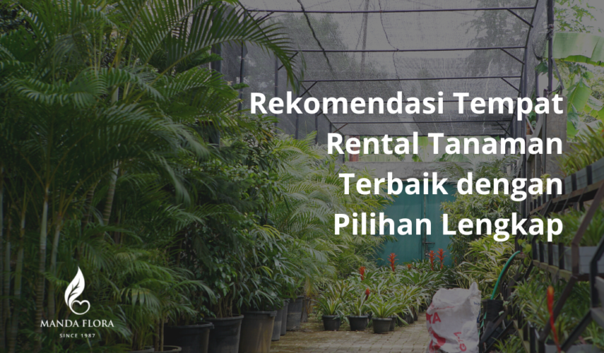 rental tanaman