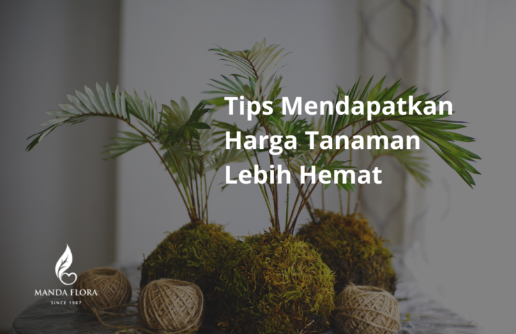 harga tanaman hias
