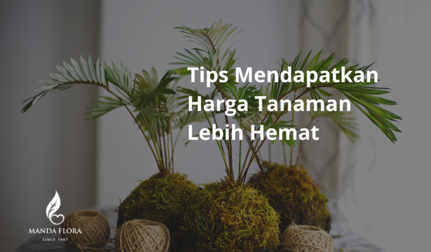 harga tanaman hias