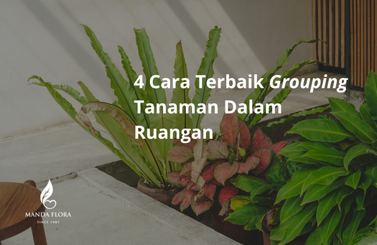 Cara Terbaik Grouping Tanaman Dalam Ruangan