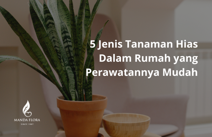 tanaman hias dalam rumah