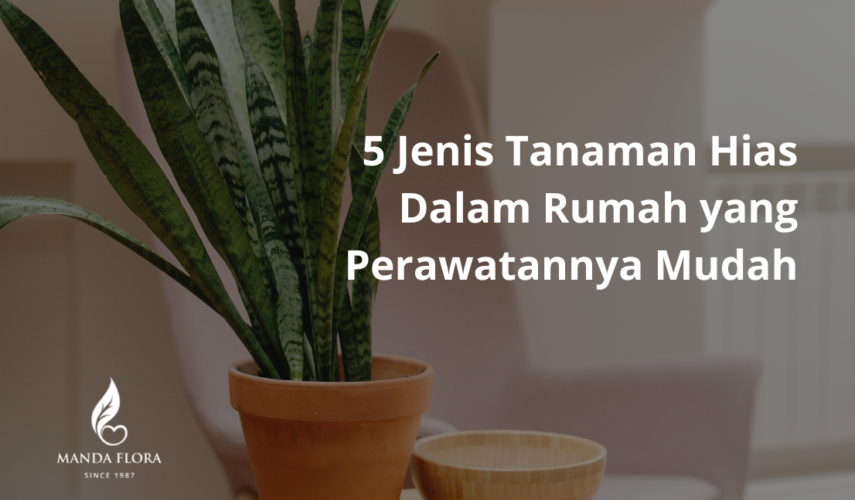 tanaman hias dalam rumah