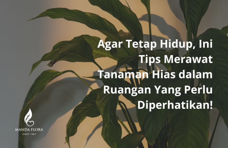 tips merawat tanaman