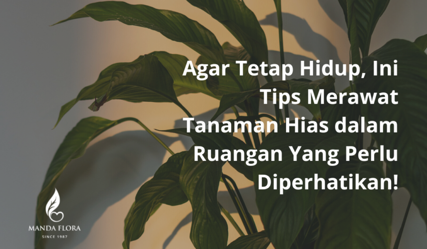 tips merawat tanaman