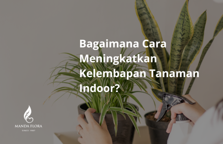 kelembapan tanaman indoor