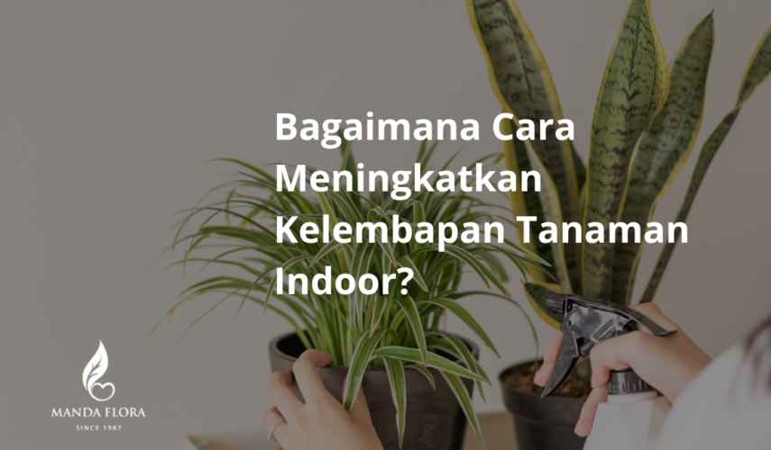 kelembapan tanaman indoor