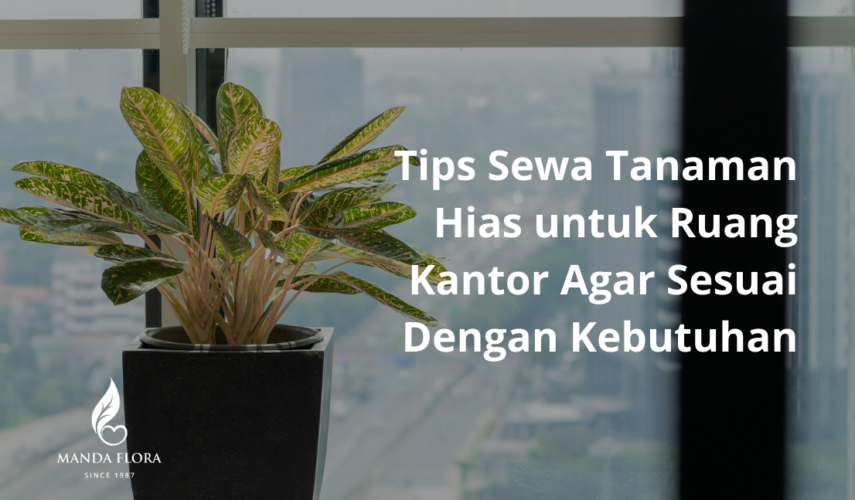 sewa tanaman hias