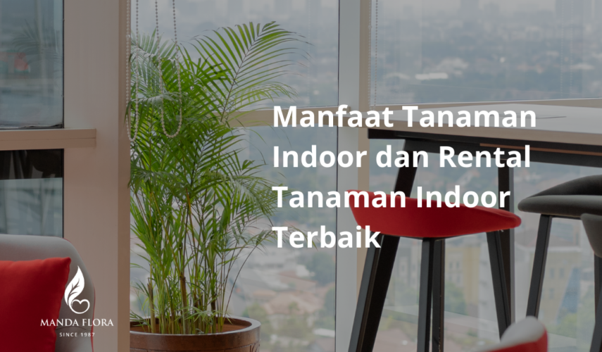 rental tanaman indoor