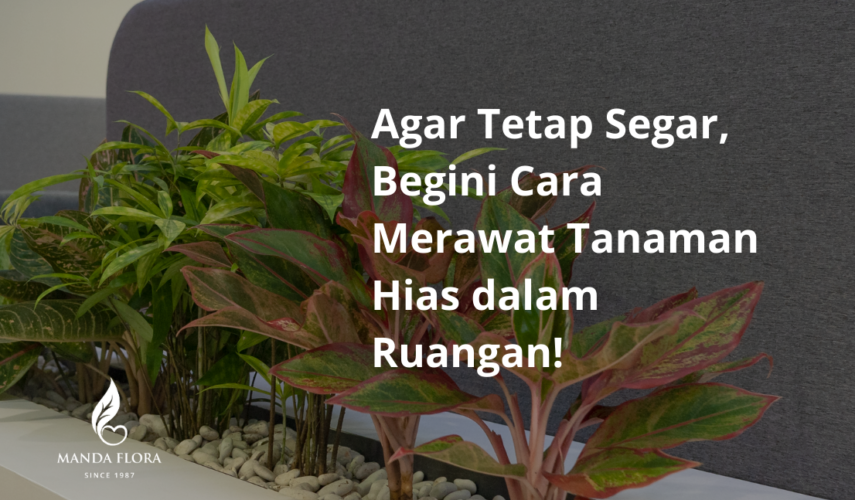 cara merawat tanaman hias