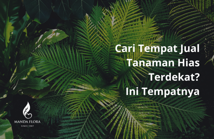 jual tanaman hias terdekat