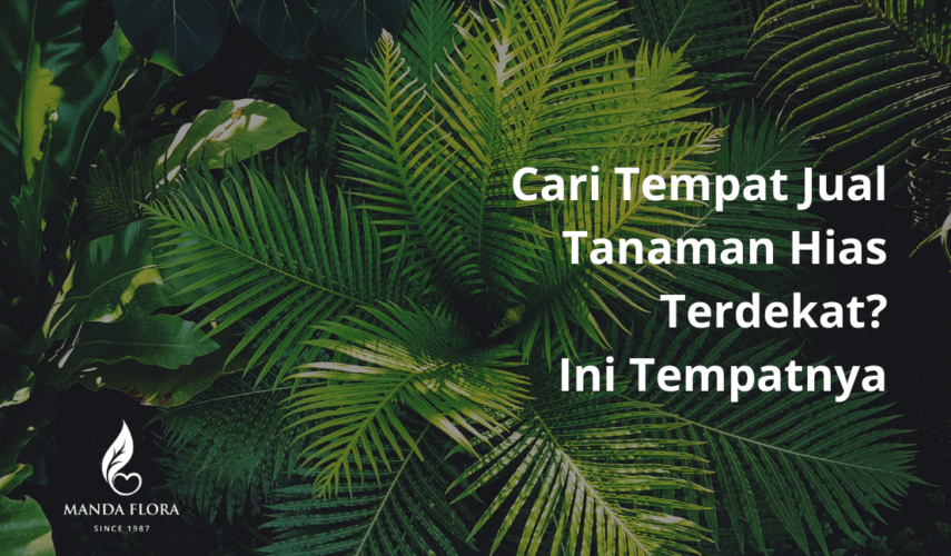 jual tanaman hias terdekat