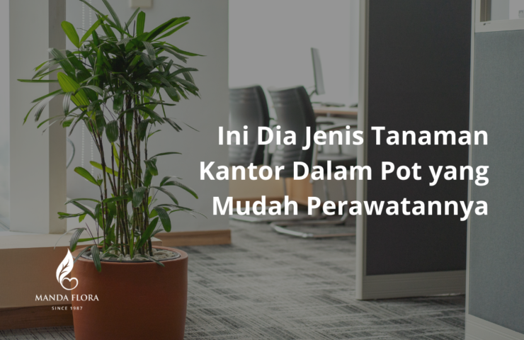 tanaman kantor dalam pot