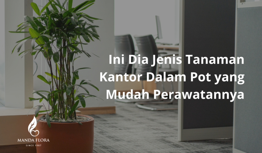 tanaman kantor dalam pot