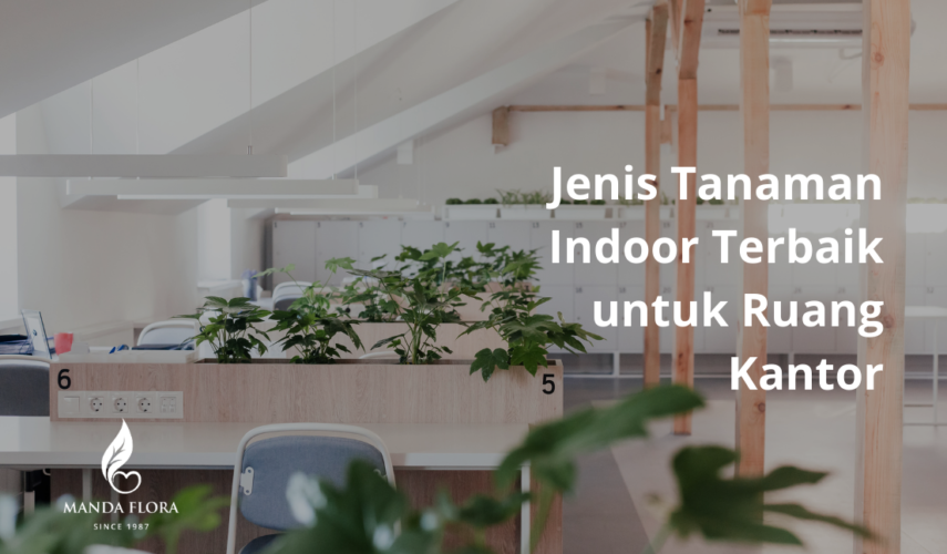 tanaman indoor terbaik