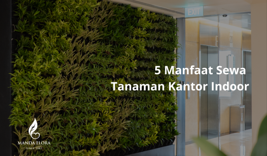 sewa tanaman kantor