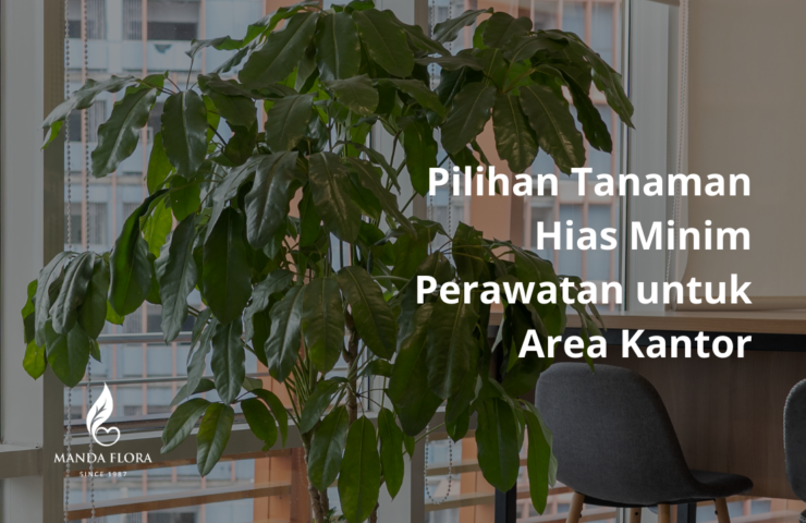 pilihan tanaman hias