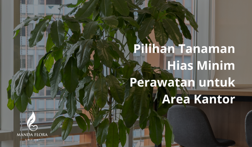 pilihan tanaman hias