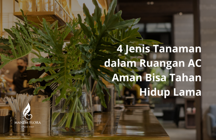 tanaman dalam ruangan ac