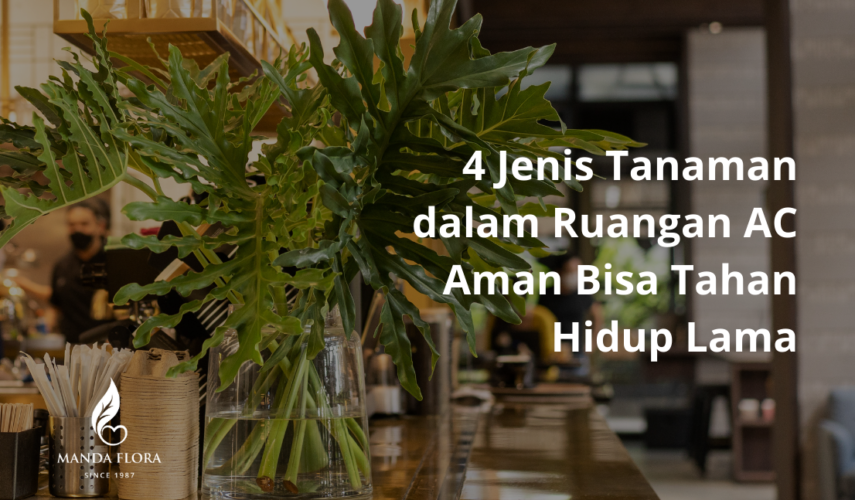 tanaman dalam ruangan ac
