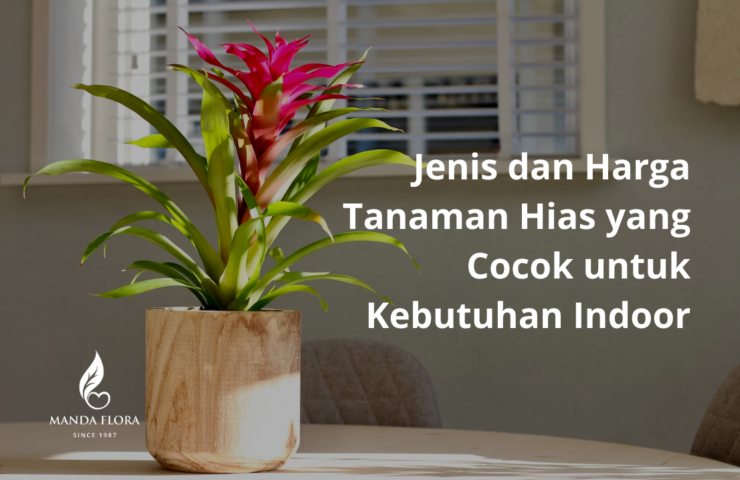 harga tanaman hias