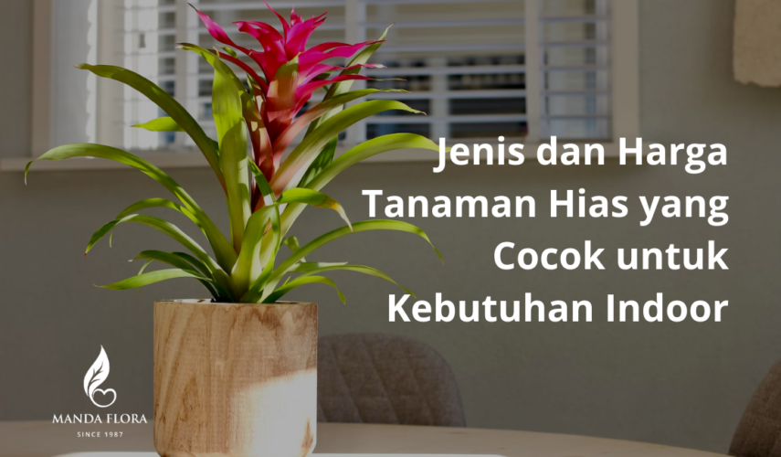 harga tanaman hias