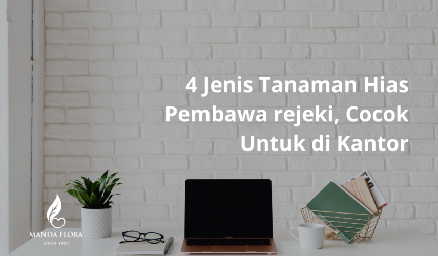 tanaman hias pembawa rejeki