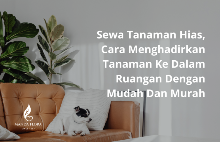 sewa tanaman hias