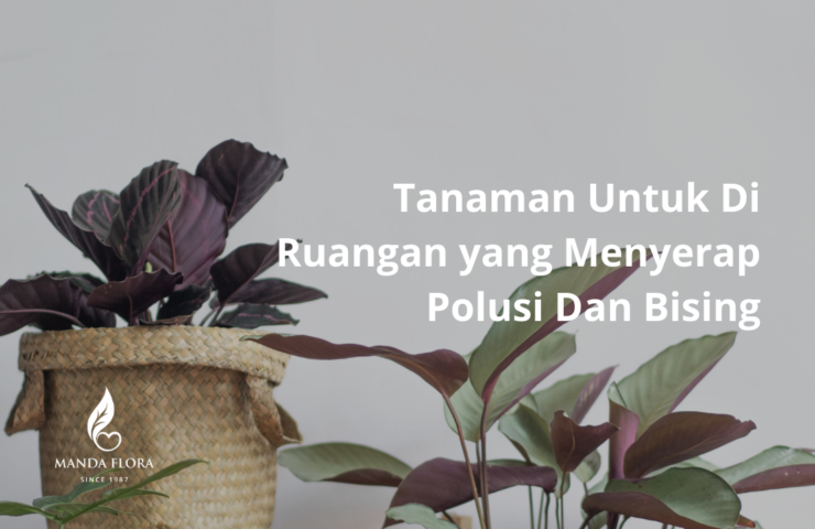 tanaman untuk di ruangan