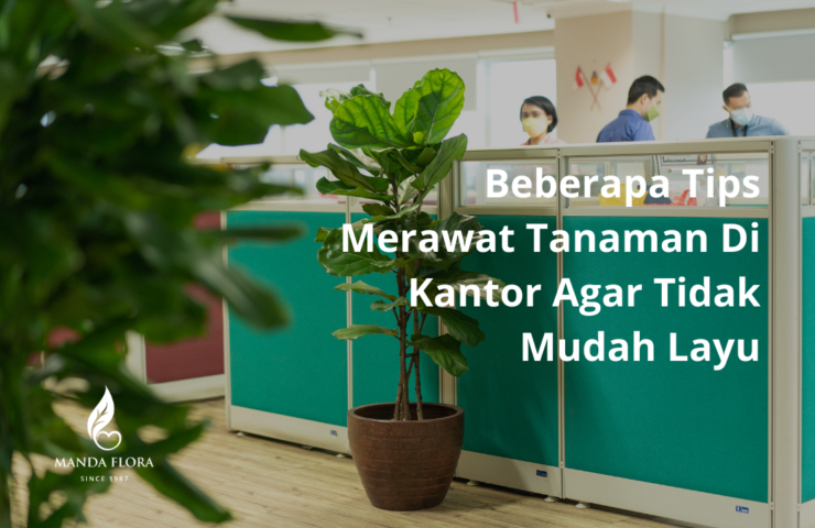 tanaman di kantor