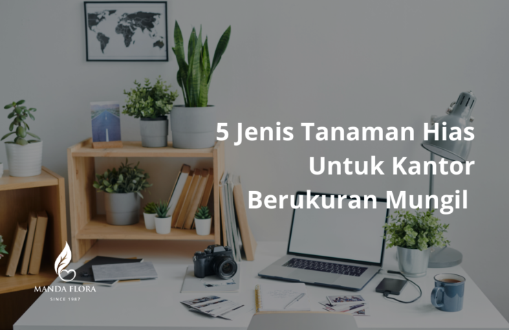 jenis tanaman hias untuk kantor berukuran mungil