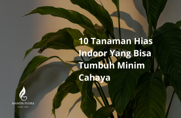 tanaman hias indoor