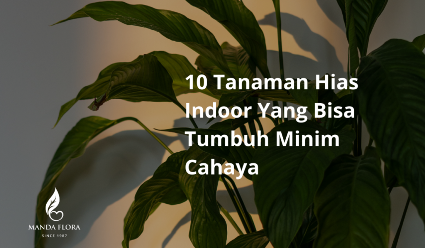 tanaman hias indoor