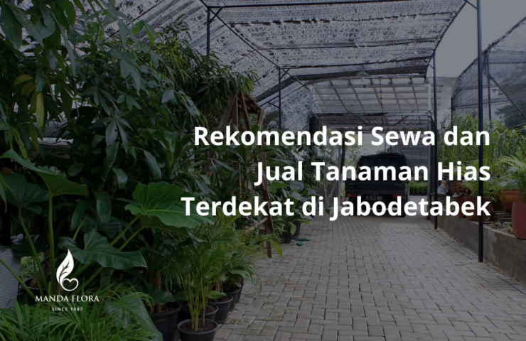 jual tanaman hias terdekat