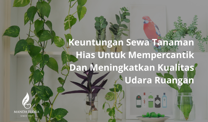 Keuntungan Sewa Tanaman Hias